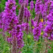 Дербенник иволистный (Дербенець іволистний) 100г, master sem Киев - изображение 1