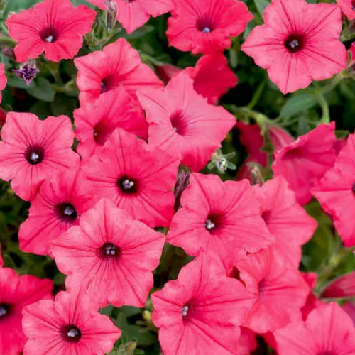 Петунія грандіфлора Лавина F1 ампельна рожева 10шт Професійне насіння Житомир