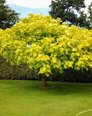 Саженцы катальпы Ауреа - 1-летний Черновцы