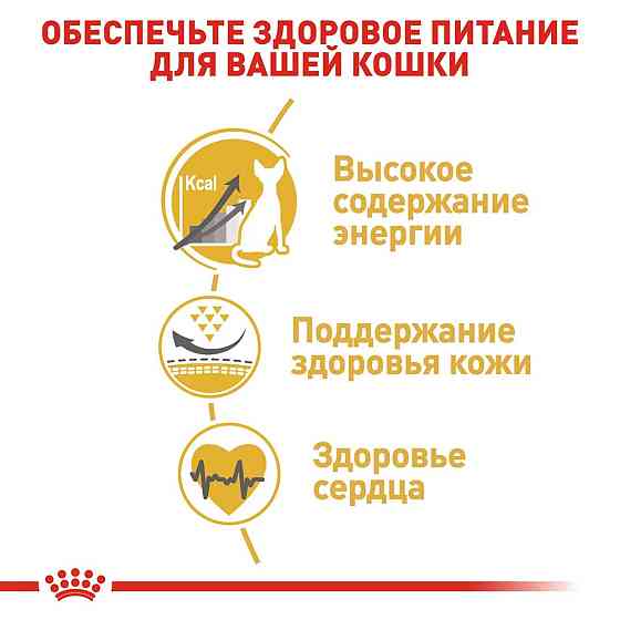 Royal Canin Sphynx Adult (Рояв Канін Сфінкс) сухий корм для котів породи сфінкс від 12 місяців 10 кілограмів. Запоріжжя
