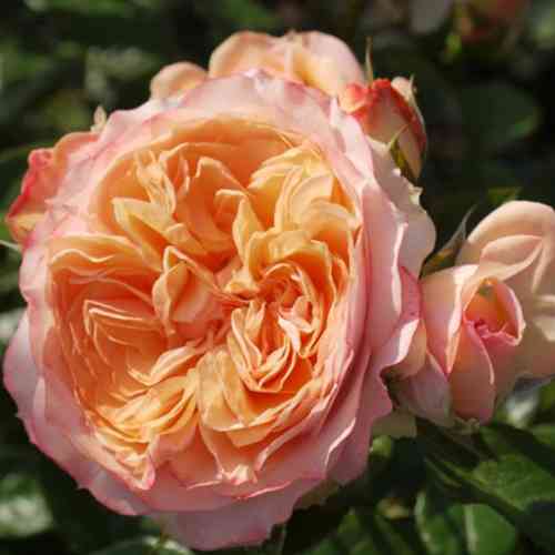 Саженцы роз Сурир Де Гавр (привитый) - 2-летний Черновцы