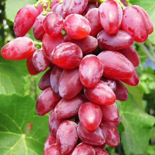 Cаджанці винограду Зоренька (черенкований) - 1-річний Чернівці