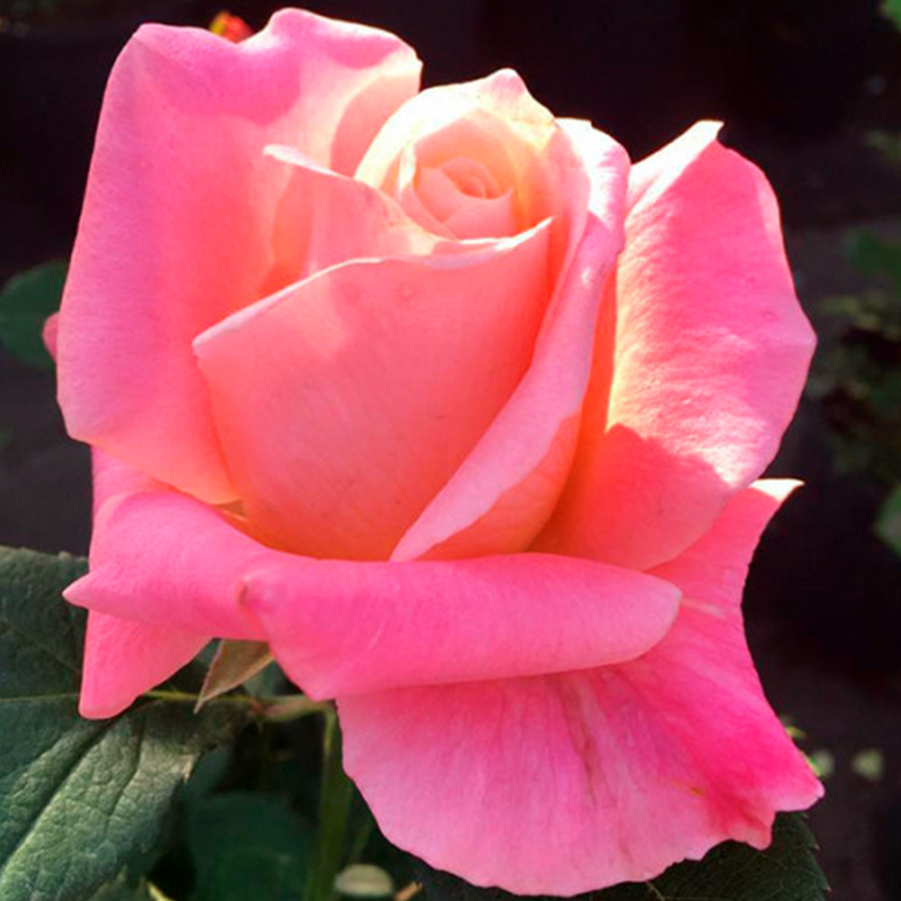 Саженцы чайно-гибридных роз Ева (привитый) Черновцы - изображение 2