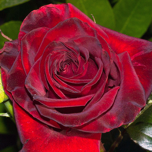 Саженцы роз Ред Меджик (привитый) - 2-летний Черновцы - изображение 1