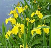 Косатик (Ирис болотный желтый) 100г master sem Киев - изображение 3