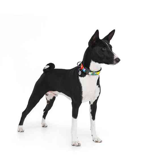 Нашийник для собак нейлоновий WAUDOG Nylon з QR-паспортом, малюнок "Рік і Морті 1", металева Вінниця