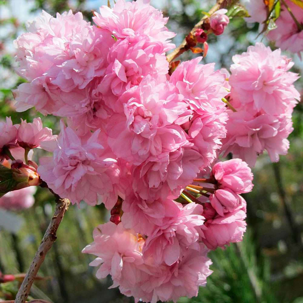 Саженцы сакуры на штамбе Кику-Шидаре (привитый) Черновцы - изображение 2