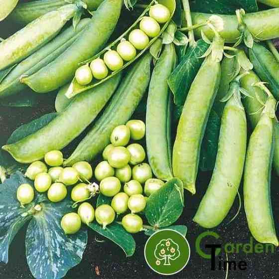 Семена Горох Муцио 1000 гр Syngenta Винница