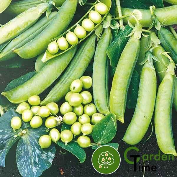 Насіння Горох Муціо 1000 гр Syngenta Вінниця - фото 1