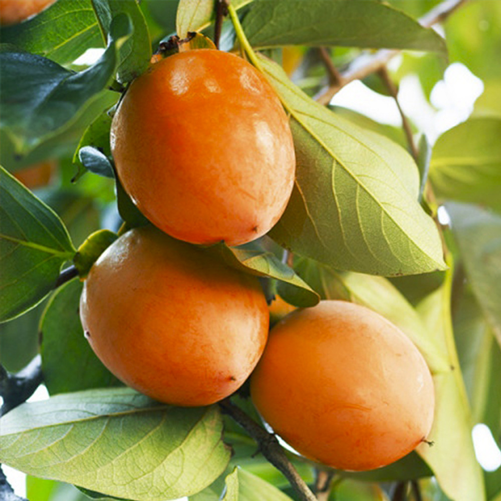 Саджанці хурми Колгоспниця (привитий) - 2-річний Чернівці - фото 1