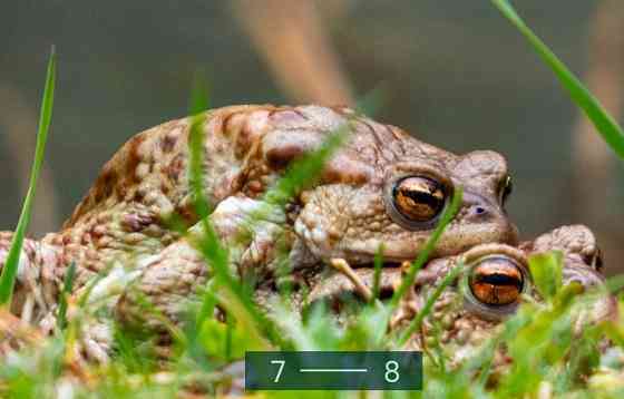 Фотоапарат Panasonic Lumix DC-FZ82D DC-FZ82DE-K Київ