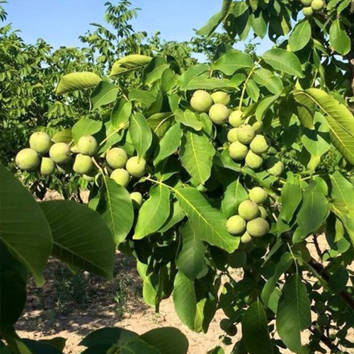 Саджанці грецького горіха Костюженский (привитий) - 2-річний Чернівці - фото 1