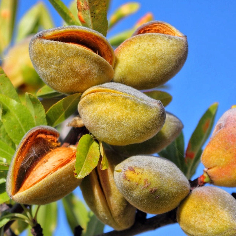 Саженцы миндаля Никитский 2240 (привитый) - 2-летний Черновцы - изображение 3