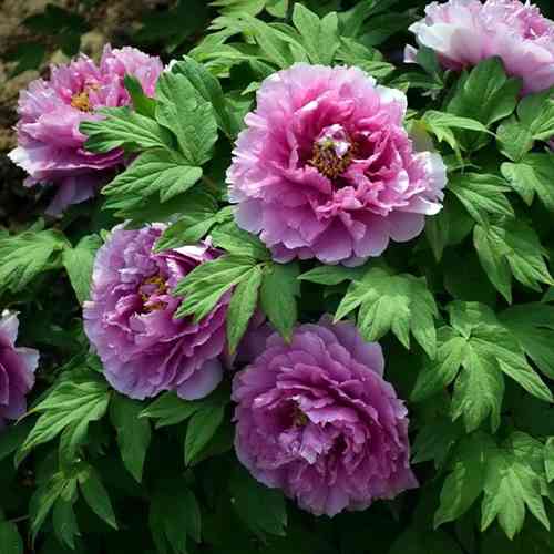 Саджанці піона деревоподібного Блю (сіянець) - 2-річний Чернівці