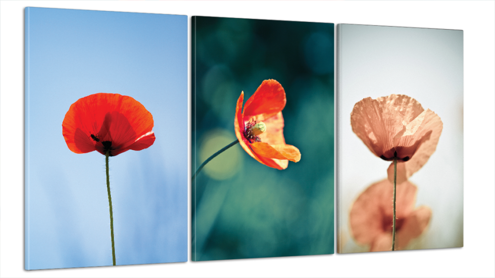 Модульна картина Квіти Маки Art-26_B3 Київ - фото 1