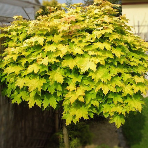 Саженцы клена Золотистый (привитый) - 2-летний Черновцы - изображение 1