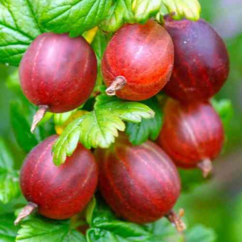 Саджанці агрусу на штамбі Вандерфул (привитий) - 2-річний Чернівці