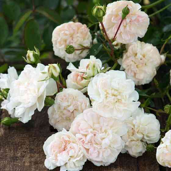 Саженцы почвопокровных роз Свани (привитый) Черновцы