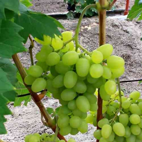 Cаджанці винограду Мадонна (черенкований) - 1-річний Чернівці