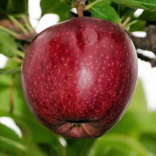 Саджанці яблуні Чорний Принц (привитий) - 2-річний Чернівці - фото 1