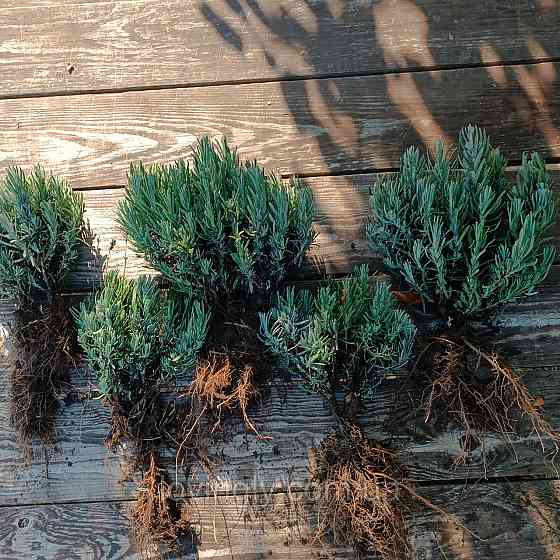 Дворічні сформовані саджанці лаванди рожевого кольору Loddon Pink Ірпінь