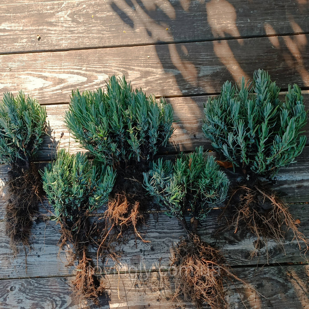 Дворічні сформовані саджанці лаванди рожевого кольору Loddon Pink Ірпінь - фото 3