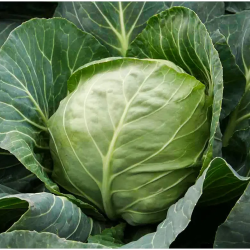 Капуста білоголова Етма F1 рання 20шт Професійне насіння Житомир - фото 2