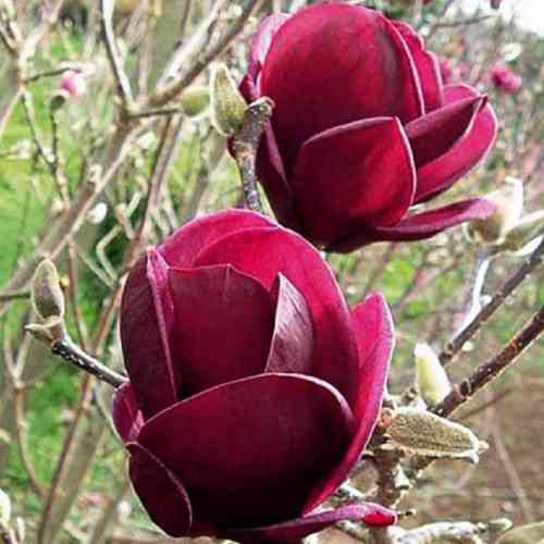 Саженцы магнолии Джени (привитый) - 3-летний Черновцы
