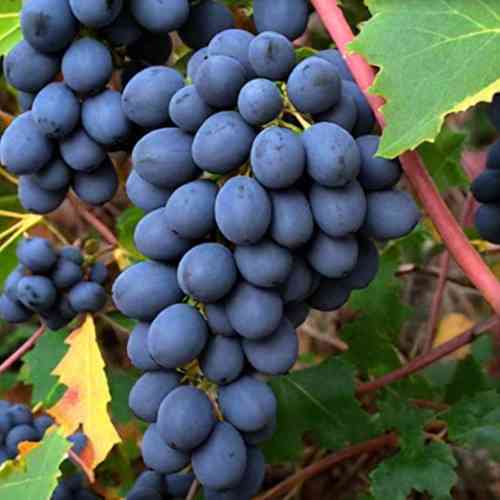 Саженцы винограда Альфа (черенкованный) - 1-летний Черновцы