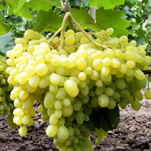 Cаджанці винограду Казанова (черенкований) - 2-річний Чернівці - фото 1