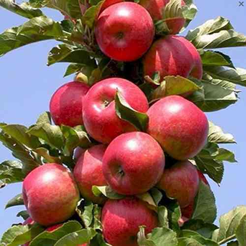 Саженцы колонновидной яблони Баргузин (привитый) - 2-летний Черновцы