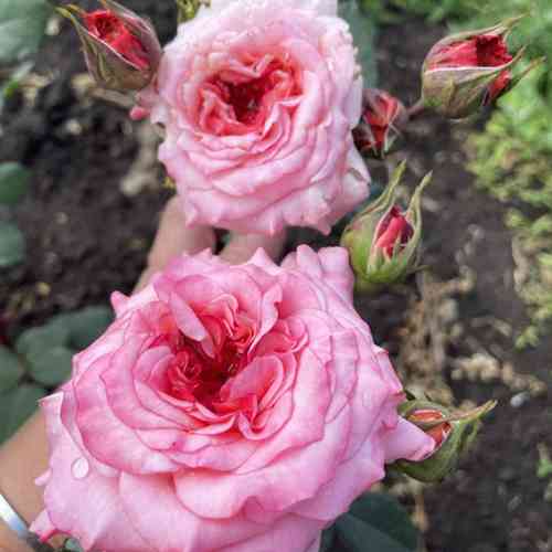 Саджанці троянд Белла Лінда Круелла (привитий) - 2-річний Чернівці