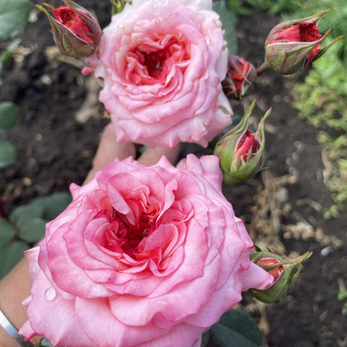 Саджанці троянд Белла Лінда Круелла (привитий) - 2-річний Чернівці - фото 1