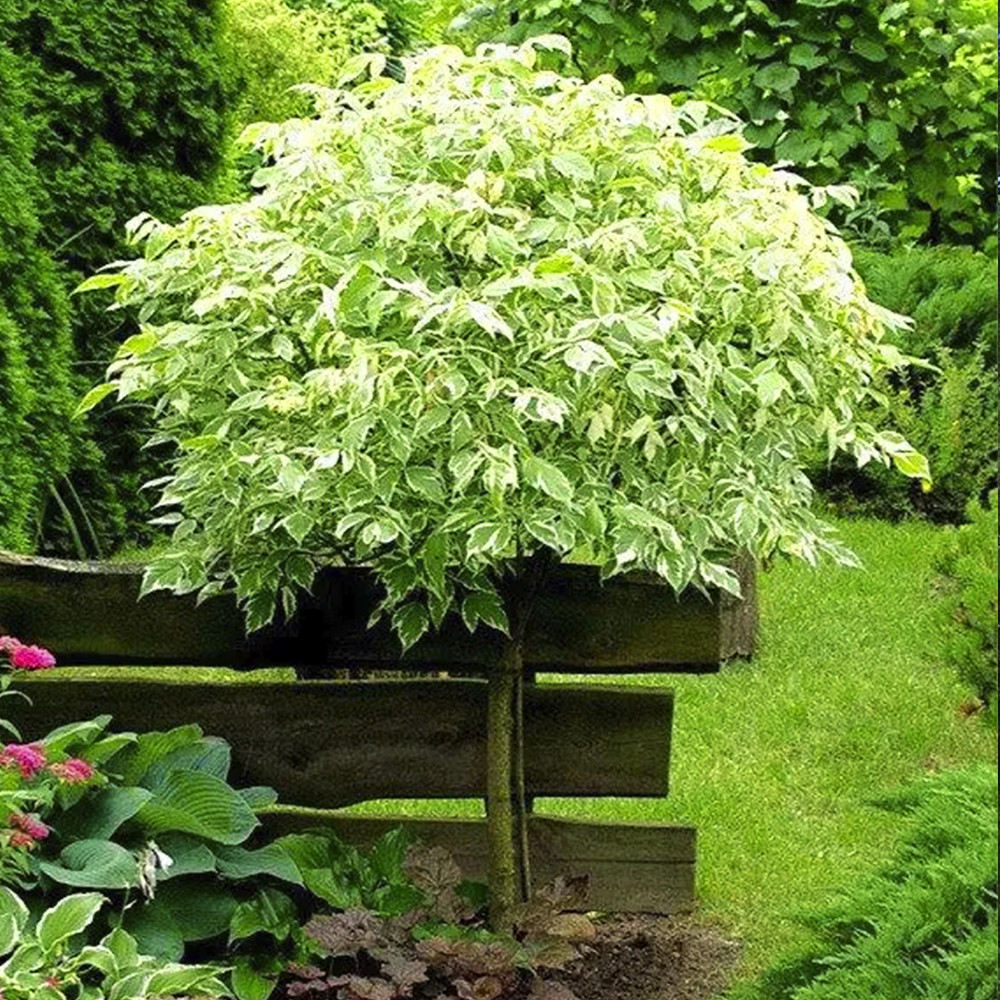 Саджанці клена на штамбі Фламінго (привитий) Чернівці - фото 1