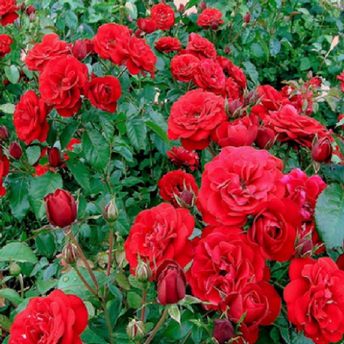 Саджанці троянд Кордула (привитий) - 2-річний Чернівці - фото 1