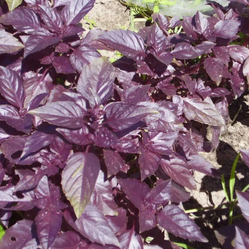 Базилік Темний опал фіолетовий 0,5гр Професійне насіння Житомир - изображение 3