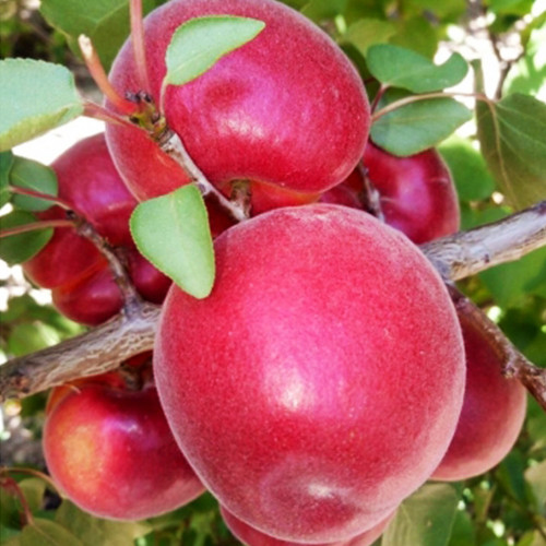 Саджанці абрикоса Фуего (привитий) - 1-річний Чернівці - фото 1