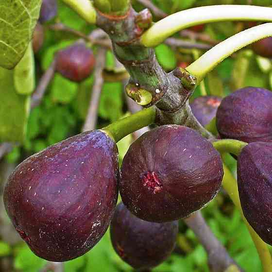 Саджанці інжиру Київський Великоплідний - 1-річний Чернівці