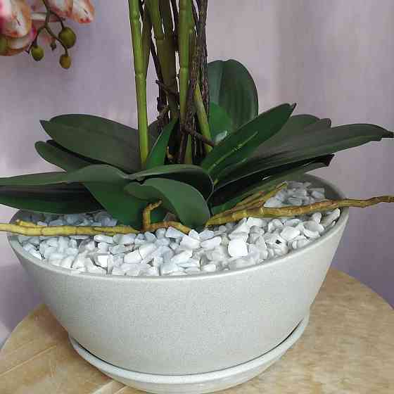 Штучна латексна орхідея VIP у бежевому керамічному кашпо на п'ять гілок кремово-бордова Дніпро