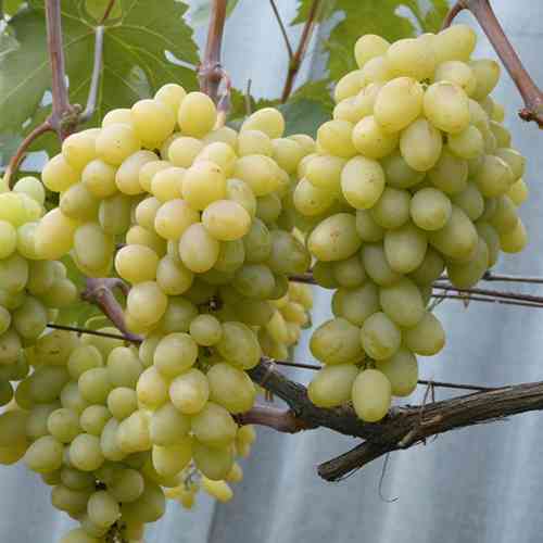 Саженцы винограда Сенатор Бурдака (черенкованный) - 2-летний Черновцы