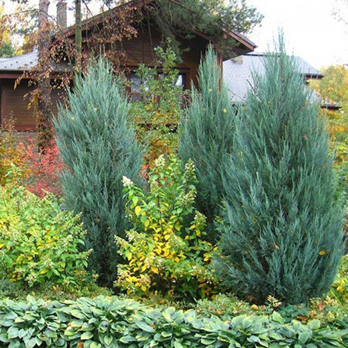 Саджанці ялівцю Мунглов (черенкований) - 3-річний Чернівці - фото 1