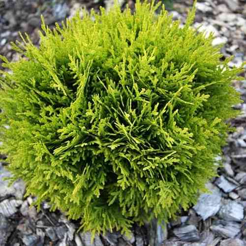 Саджанці туї Давид Чернівці