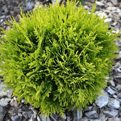 Саджанці туї Давид Чернівці - фото 1