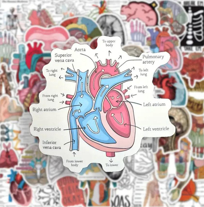 Вінтажні Анатомічні наліпки "Органи людини". Водонепроникні вінілові естетичні наліпки набір 50 шт., Київ - фото 1