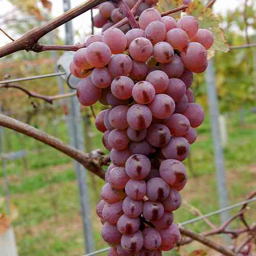Саженцы винограда Днестровский Розовый (черенкованный) - 2-летний Черновцы