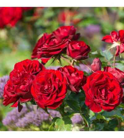 Саженцы бордюрных роз Торнадо (привитый) Черновцы