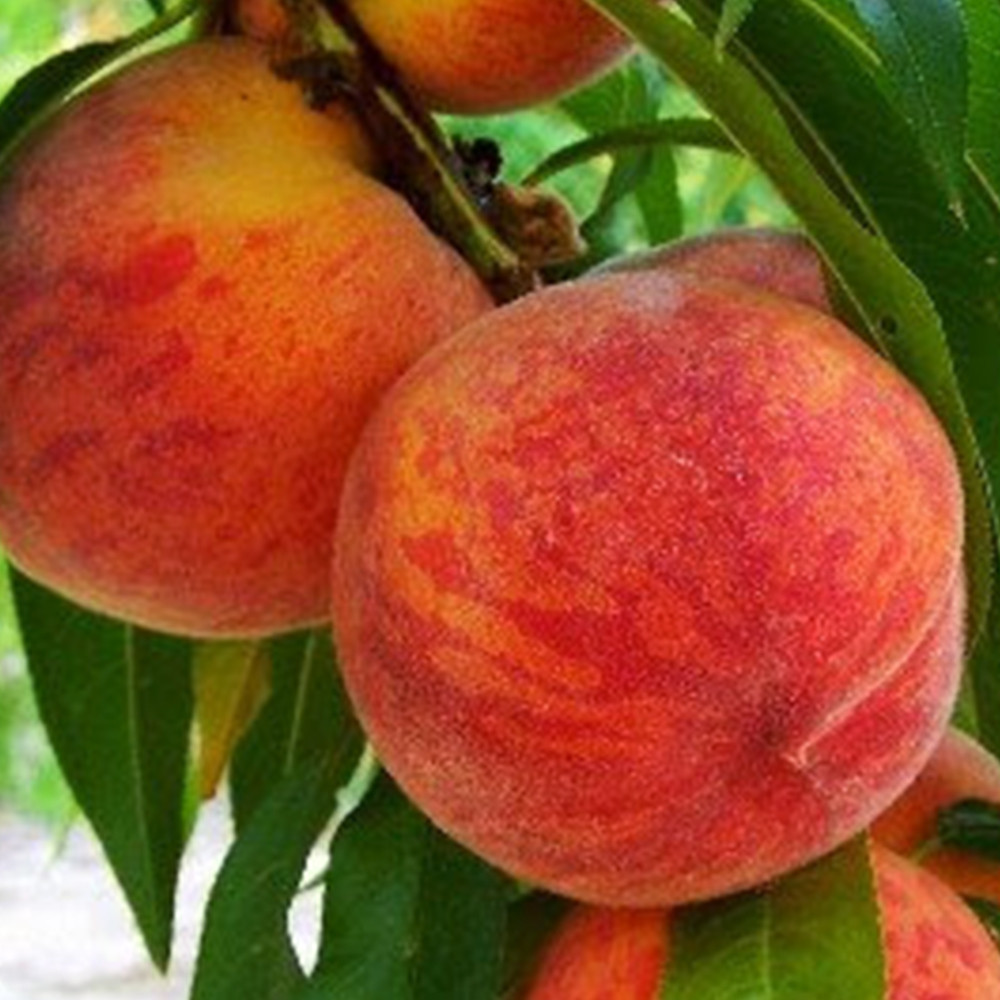 Саженцы колоновидного персика Штайнберг (привитый) - 1-летний Черновцы - изображение 1