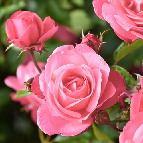 Саджанці троянд Вікторія (привитий) - 2-річний Чернівці - фото 1