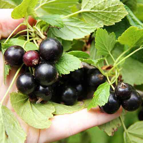 Саженцы смородины Орловский Вальс (черенкованный) - 1-летний Черновцы