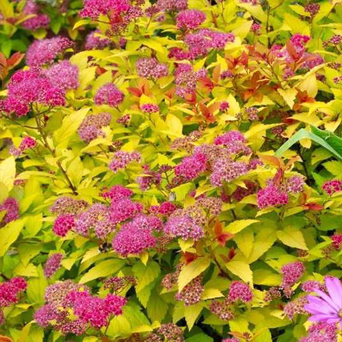 Саджанці спіреї Кендлайт (черенкований) - 2-річний Чернівці - фото 1